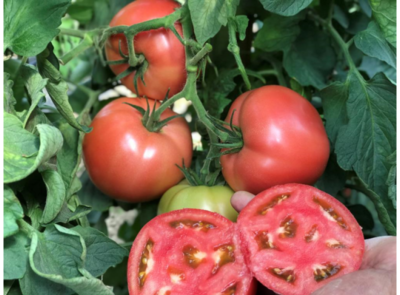 CRX 78951 F1 - насіння томату індетермінантного рожевого, 100 нас., Cora Seeds CRX 78951 F1 - насіння томату індетермінантного рожевого, 100 нас., Cora Seeds